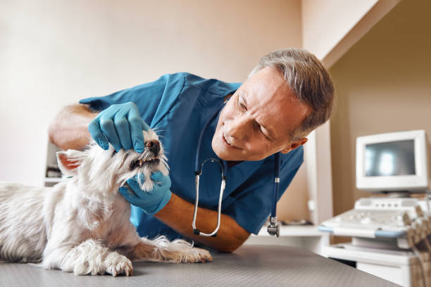 Best Emergency Broken Tooth Repair in South El Monte, CA
